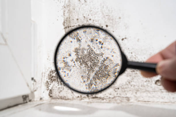 Best Environmental Consulting for Mold Prevention  in USA